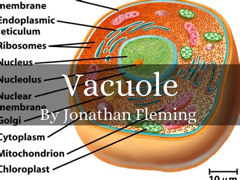 vacuoles are similar to